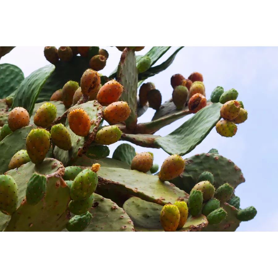 Olej z opuncji figowej do włosów – jak działa?